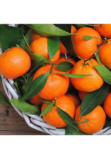 Bodur Yediveren Mandalina Ağacı Tohumu