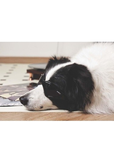 M-pets Sunny Trailblazer Köpek Gözlüğü Siyah