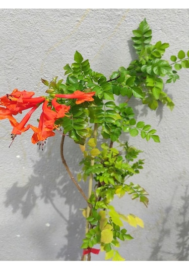 Campsis Radicans Sarmaşık Acem Borusu Çiçeği 50-70cm Saksılı Bahçe Balkon Çiçeği