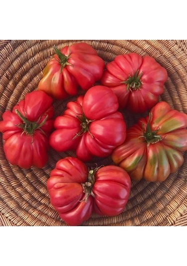 Pink Accordion Etli Pembe Domates Tohumu 15 Tohum