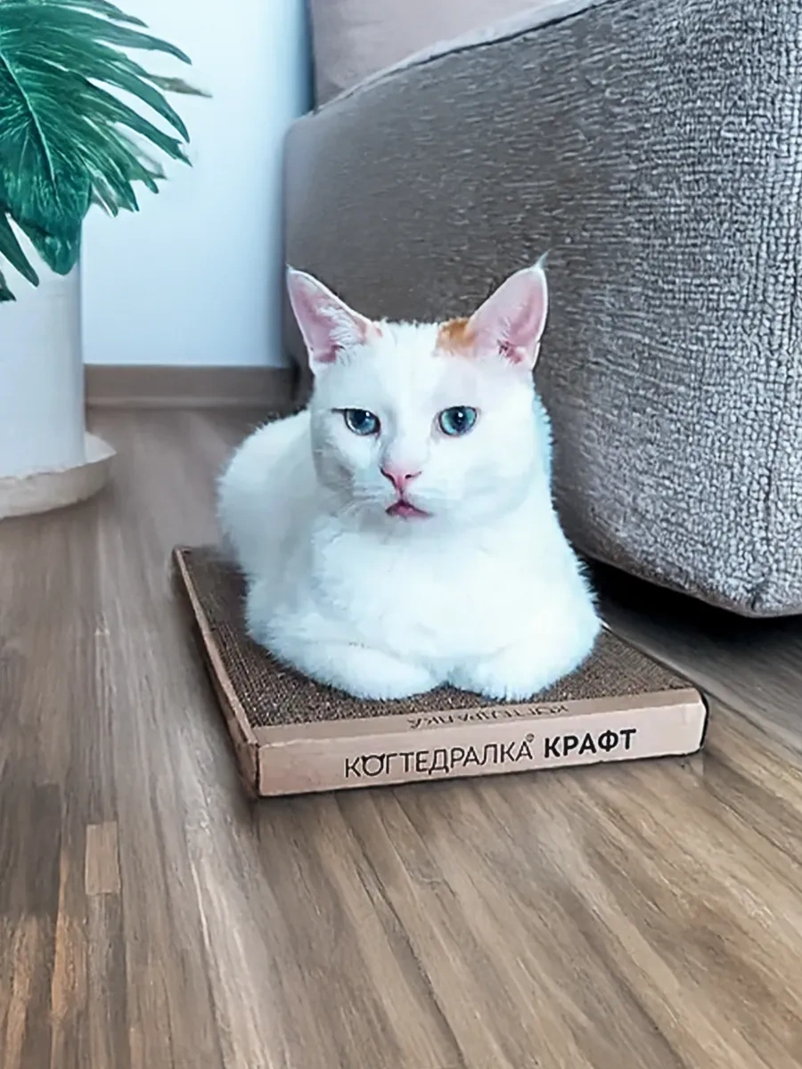 Kogtedralka 30x56 Cm Büyük Karton Buruşuk Kediler İçin Tırmalama Kulesi 23790736