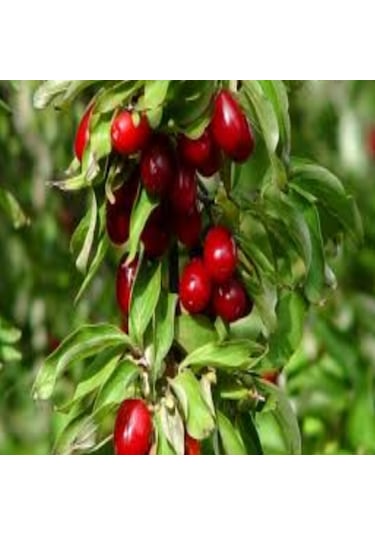 Anadolu Küçük Meyveli Kızılcık Tohumu 10 Adet