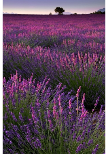 5 Adet Lavanta Çiçeği Fidanı Lavandula Officinalis Fidanı 30-40 Cm