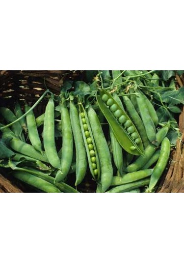 10+ Adet Yeşil Ok Tatlı Bezelye Tohumu