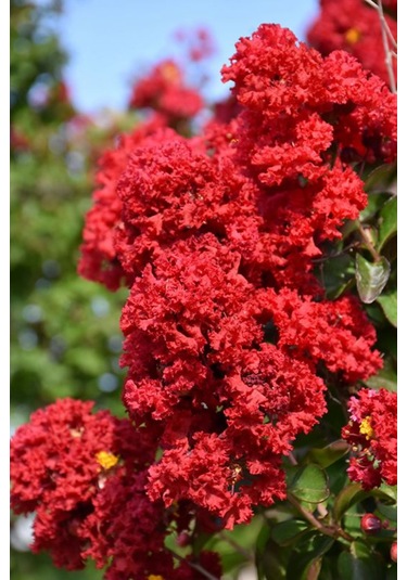 Siyah Oya Fidanı Kırmızı Çiçekli 1-2 Yaş Arası