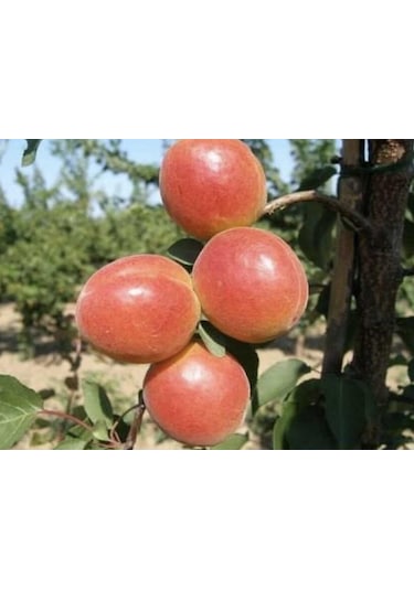 3 Yaş Tüplü Orange Ruby Kayısı Fidanı,boy 150-170 Cm