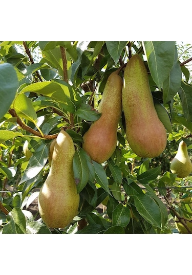 Tüplü Tam Bodur Abete Fetel Armut Fidanı