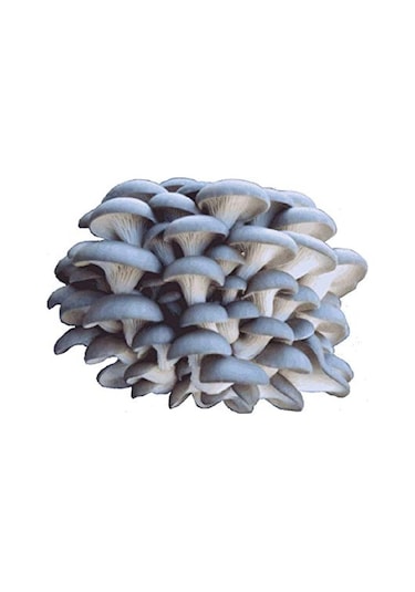 İstiridye Kavak Kayın Mantarı Tohumu Ekim Poşeti Ve Yönergeli N115651