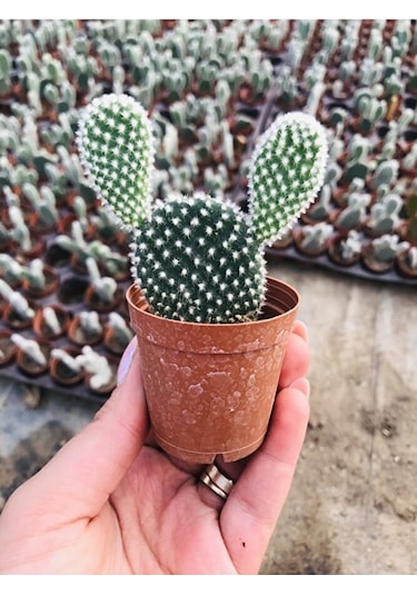 Opuntia Microdaisys Albata Beyaz Tavşan Kulağı Kaktüs