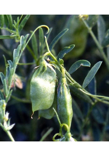 Siyah Beluga Mercimeği Tohumu