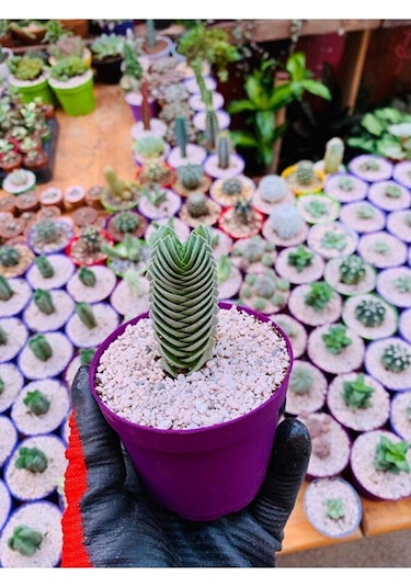 Crassula Buddha's Temple - Krasula Buda - Koleksiyonluk Tür