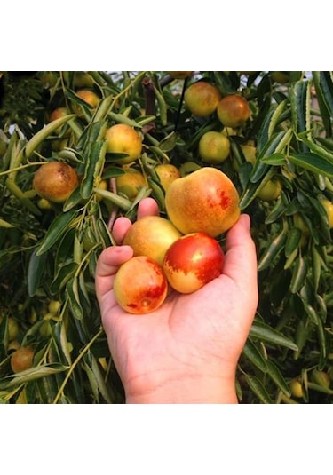 Tüplü Çok İri Taneli Aşılı Hünnap Fidanı Meyve Verir Yaşta