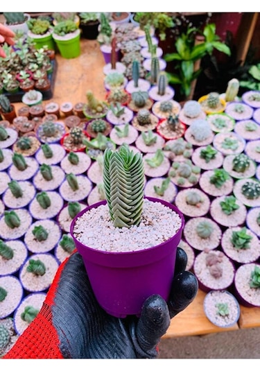 Crassula Buddha's Temple - Krasula Buda - Koleksiyonluk Tür