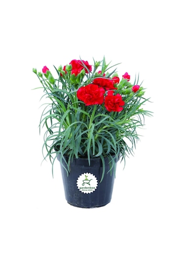 Dolgun Formlu Kırmızı Renk Karanfil Çiçeği 1 Adet 15-25cm Red Dianthus
