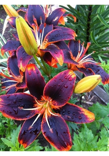 Renkli Kokulu Lilyum Zambak Çiçek Soğanı 2 Adet