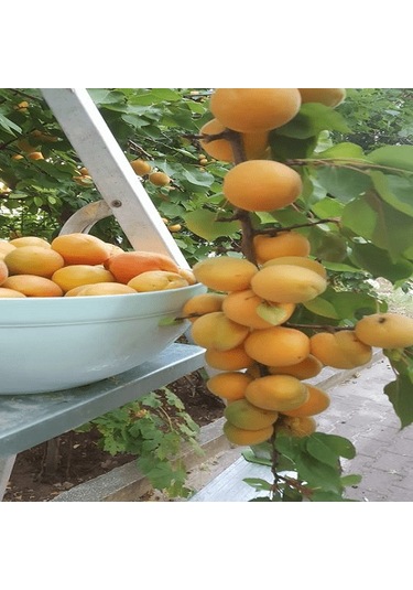 10 L Turkuvaz Bat Power Organik Sıvı Yarasa Gübresi