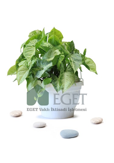 Melek Kanadı Çiçeği Syngonium Podophyllum - 2 Lt Askılı Saksıda