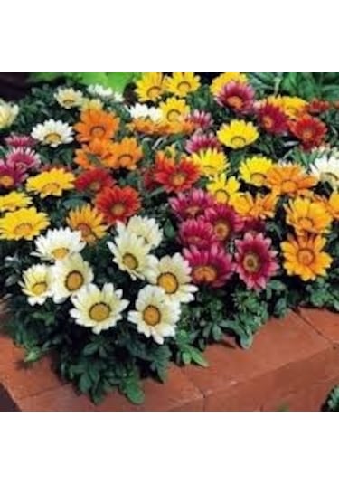 30 Adet Tohum Nadir İpek Şellaki Mezar Çiçeği Kabir Çiçeği Tohumu