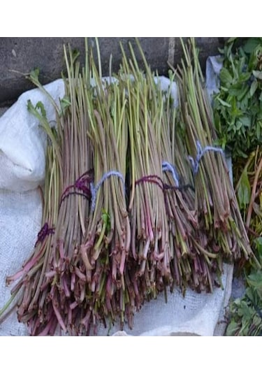 Kaldirik Hoda Ispıt Otu Sapı 500 G