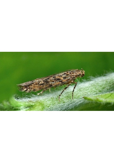 Bytrap Tuta-tut Sinekler İçin Yapışkan Tuzak 5 L