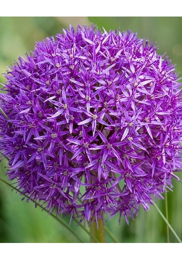 Allium Çiçeği Tohumu Mor Renk 5 Adet Tohum