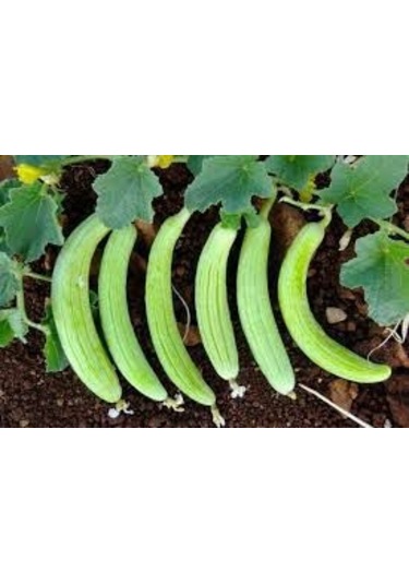 30 Adet Organik Acur Tohumu + Sebze Tohumu