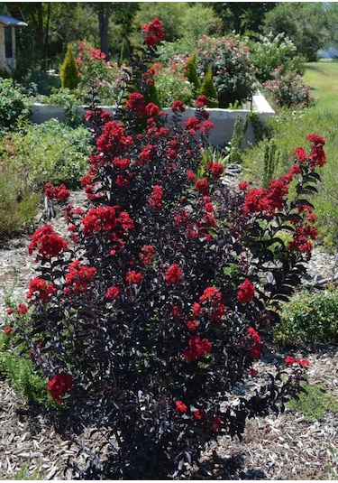 Oya Ağacı Siyah Yapraklı Kırmızı Çiçekli Oya Ağacı 1-2 Yaş