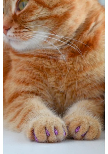 E.lekar' Kediler İçin Tırnak Koruyucu Kapaklar 40 Adet L 208058625