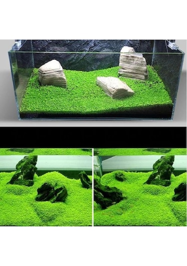 Akvaryum Bitkisi Canlı Su yoncası 5.000++ Adet Tohum