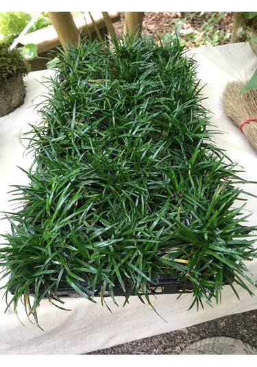 Osmanlı Çimi 5 Adet - Yer Örtücü Bitki 'ophiopogon Japonicus'