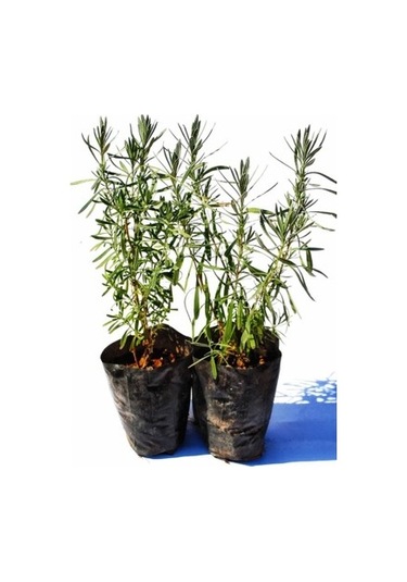 Lavanta Lavandula Angustifolia Fidanı 10-20 Cm