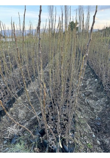 Tüplü 2 Yaş Siyah Orak İncir Fidanı Patlıcan Boy 120-150 Cm