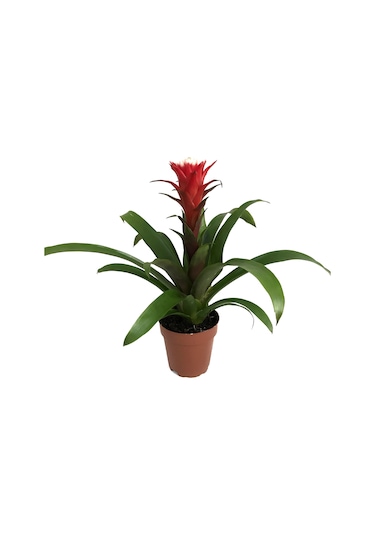 Guzmania Hope (Guzmanya) Ø12 CM Y45-50 CM