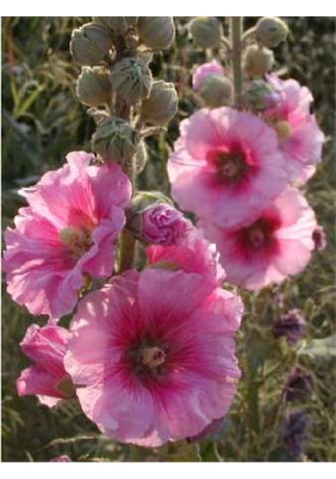 Süper Paket 150 Adet Tohum Hatmi Çiçeği Tohumu Gülhatmi Çiçeği Tohumu Çiçek Tohumu