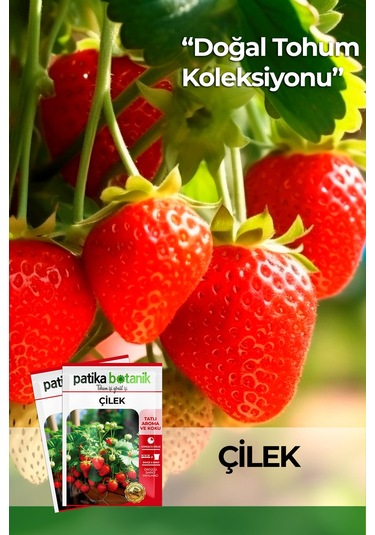 75 Adet Yerli Ata Sarmaşık Çilek Tohumu