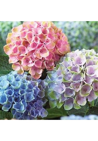 Üç Renkli Ortanca Çiçeği Tohumu 10 12 Adet