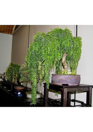 Bodur Bonsai Kıbrıs Akasya Ağacı Tohumu Yetiştirme Kiti