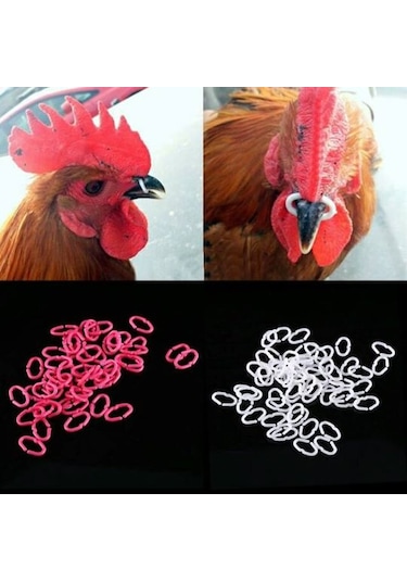 Gagalik Civciv Ve Yarka İçin 10 Adet