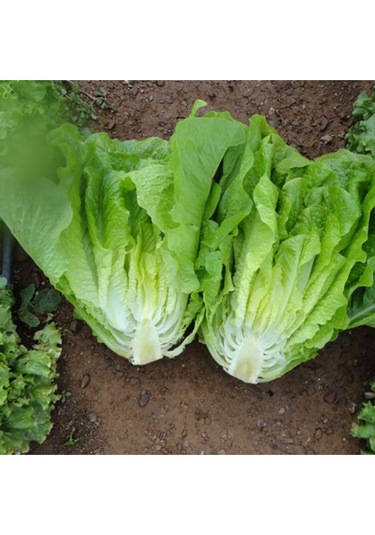 Marul Yedikule Tohumu 10gr Paket Sebze Tohumu