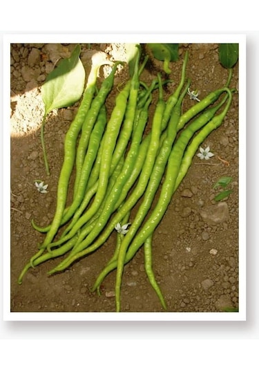 Ata Tohumu Yöresel Tatlı Kıl Sivri Biber 100 Adet Tohum