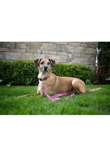 Kerbl Köpek Gezdirme Kayışı Colorado Fuşya 120 CM x 20 MM Fuşya