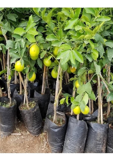 4 Adet Aşılı Yediveren Mayer Limon Ağacı Fidanı 3 Yaş