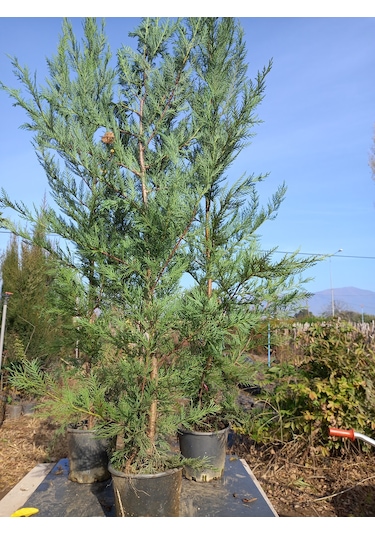 Leylandi, Çit Çamı 100-130 Cm. Boyunda, 2 Litre Saksıda
