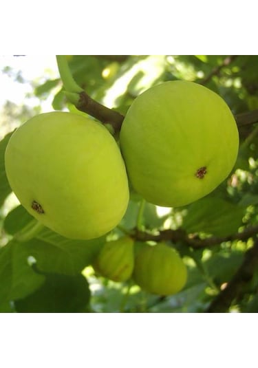 Bursa Beyazı İncir Fidanı Tüplü