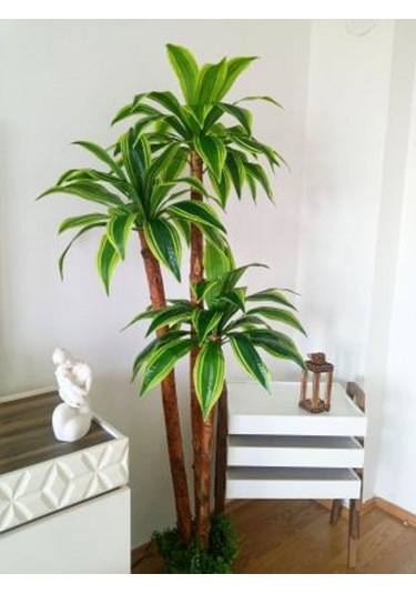 Yapay Yuka Yucca Ağacı 3 Gövdeli 1.80 Mt Boy Islak Doku