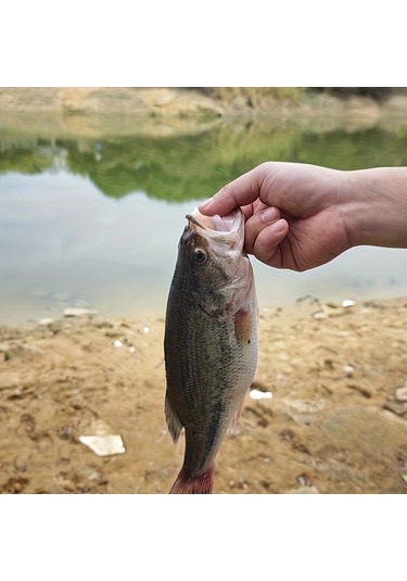 Fochsia Geylol 4 Adet Smng 12cm 38g Dalgıç Yüzey Yemleri Tatlı Ve Tuzlu Su İçin