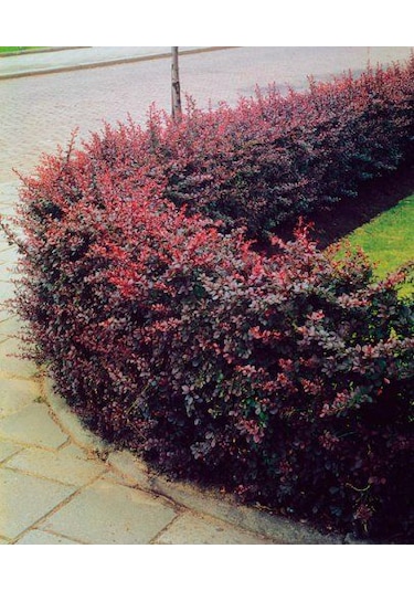 Kadın Tuzluğu Berberis Fidanı 2 Yaşında Tüplü