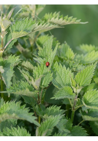 250 Gram İlaçsız Taze - Yaş Toplanmış Organik Isırgan Otu