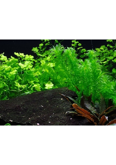 Eledoa Densa Egeria 30 Cm Akvaryum Bitkisi Canlı Bitki 5 Dal