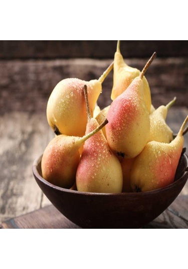 Tüplü, Aşılı, June Gold / Haziran Altını Armut Fidanı